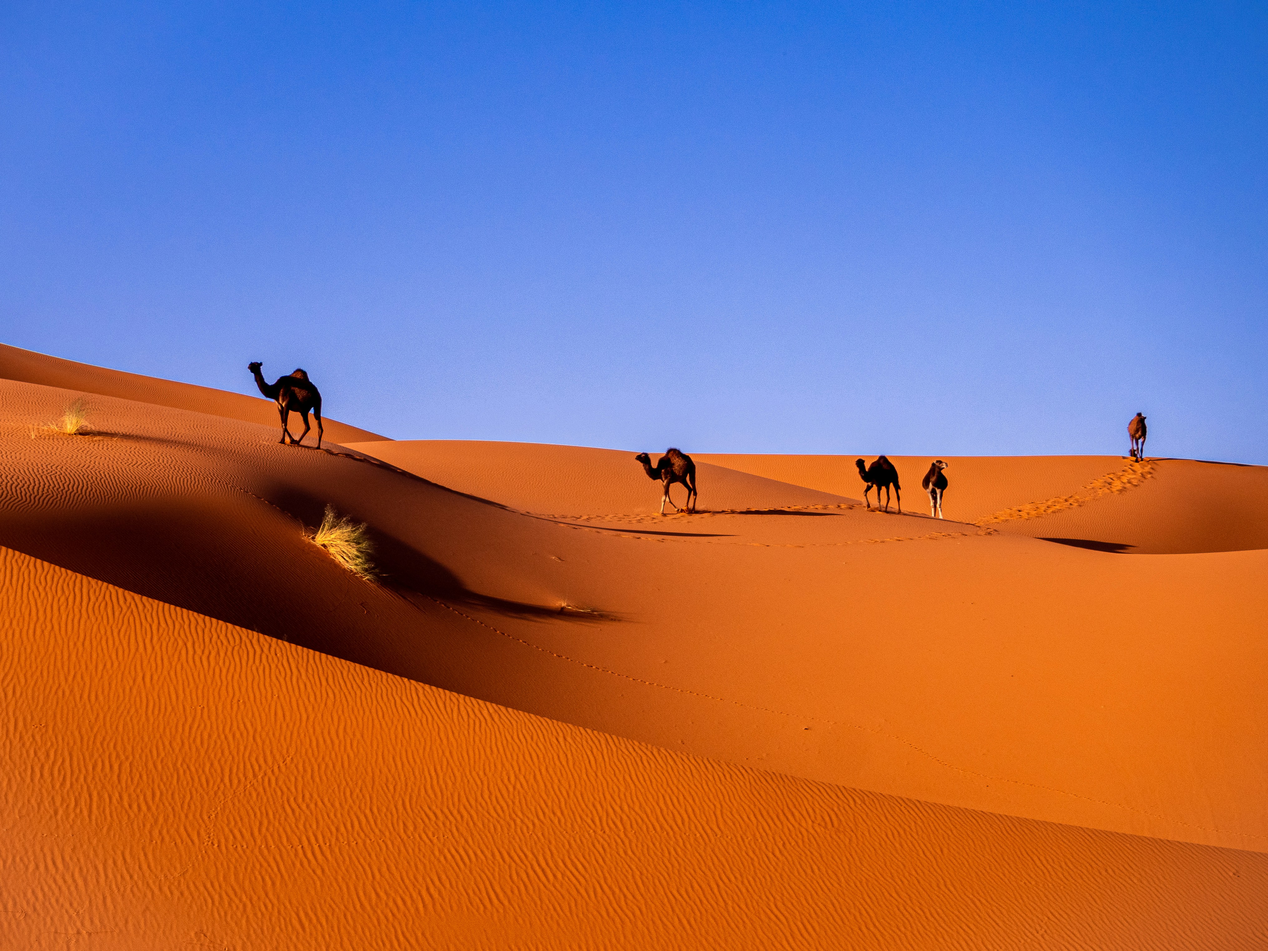 Desert Exploration